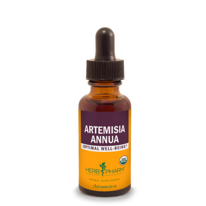 Artemisia Annua 1 Ounce