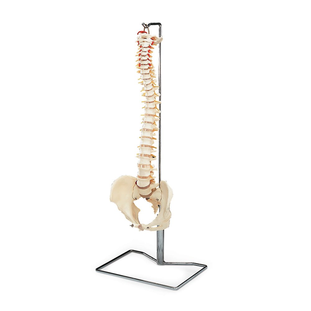 Budget Vertebral Column With Metal Stand 29" Tall 1 EA
