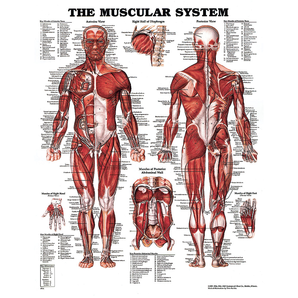The Muscular System Chart 20" W X 26" H Laminated 1 EA
