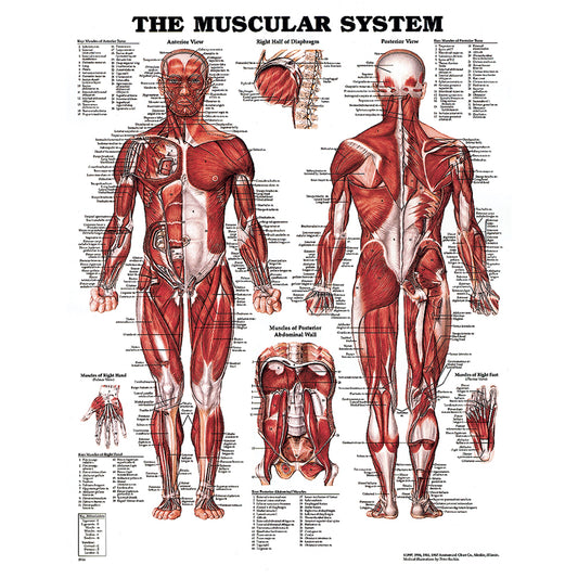 The Muscular System Chart 20" W X 26" H Laminated 1 EA